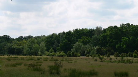 Gyertyános-tölgyes